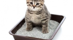 Ako sa zbaviť zápachu mačka moču: prečo mačka odmietne zásobník